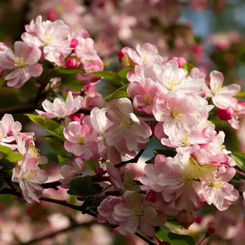 批发绿化苗木 西府海棠树苗 工程绿化***量大包邮