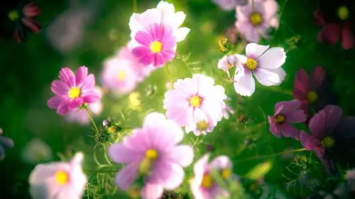 壁纸 粉红色的花朵,花瓣,模糊 3840x2160 uhd 4k 高清壁纸, 图片, 照