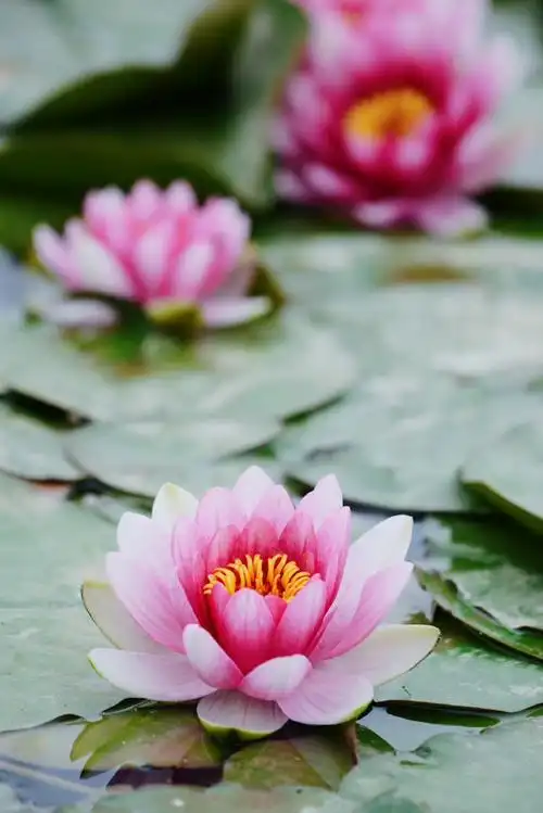 实拍:北京南海子公园盛开的睡莲花(图)