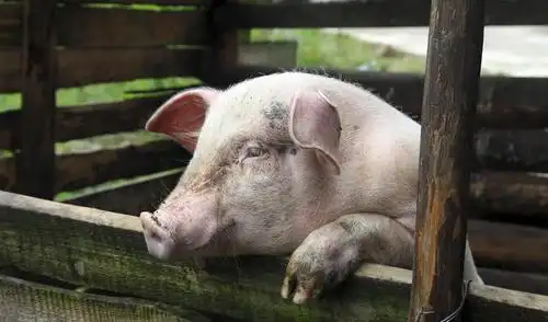 猪坚强每个生命都有对生的向往