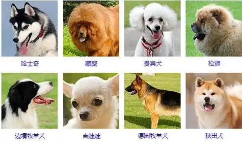 宠物犬种类一百多种你都认识吗