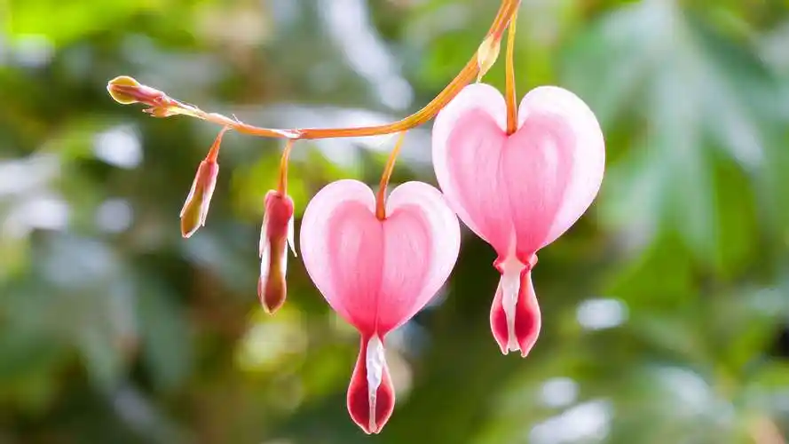 小清新美丽花朵高清唯美锁屏桌面壁纸