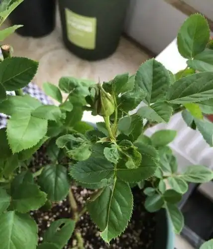 月季花长出新叶,发现叶子有些卷叶,这是什么情况?