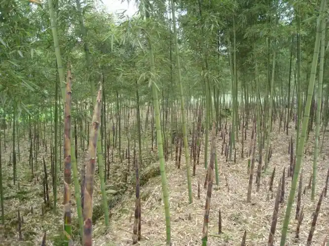 p>雷竹(学名: i>phyllostachys praecox /i> c. d. chu et c. s.