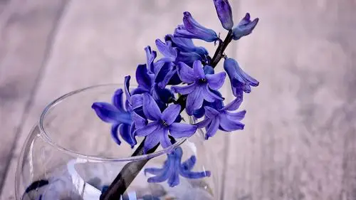 蓝花复古香风信子-春天自然高清壁纸