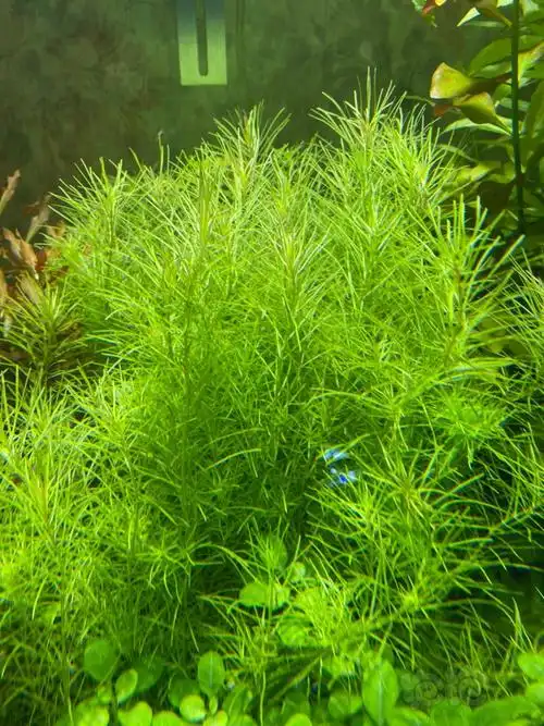 【水草】十字牛顿,红丝青叶,细叶牛顿,南美艾克打头水草