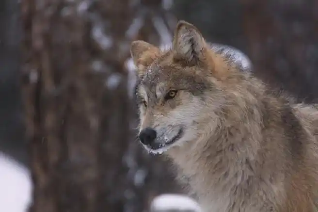 一组帅气小狼写真~#狼##犬科动物#——所属:美国科罗拉多州狼与野生