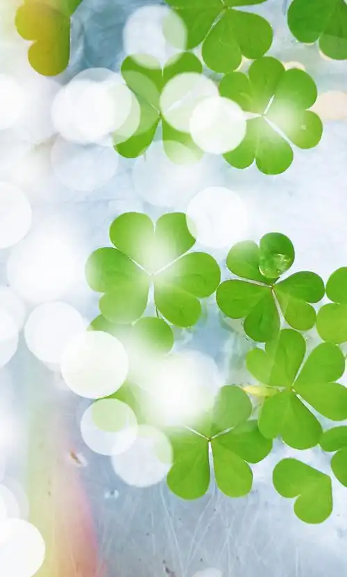 四叶幸运草|摄影|风光摄影|桃面妖客 - 原创作品 - 站酷 (zcool)