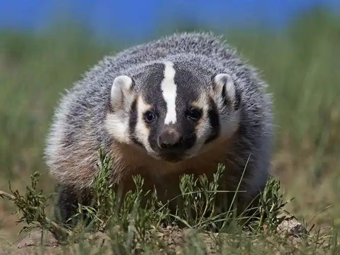 白鼻狸是国家保护动物?能食用?