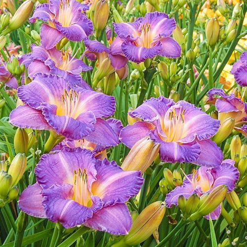 球叔进口大花萱草多年生宿根开花植物庭院阳台盆栽花境