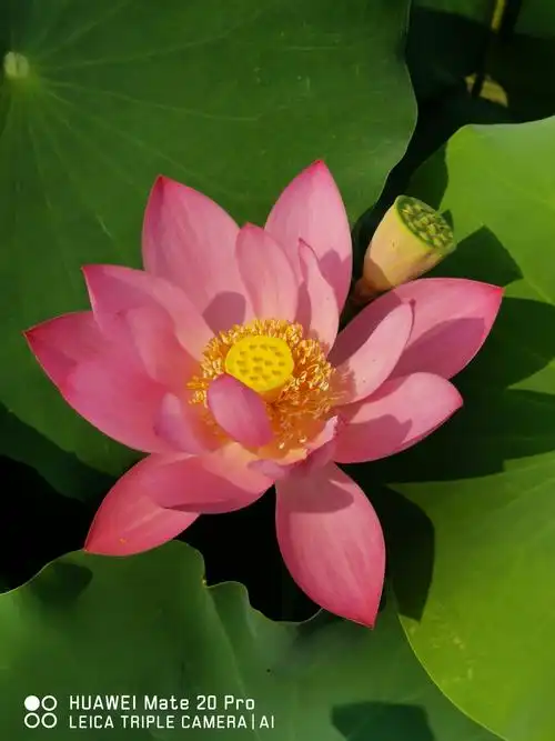 百朵荷花图——2019.7.15