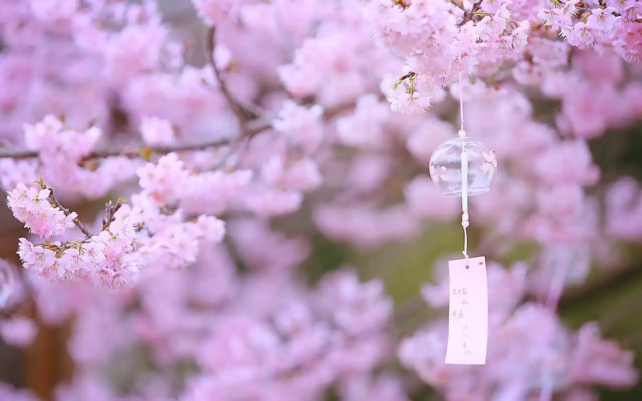 粉色樱花浪漫高清桌面壁纸