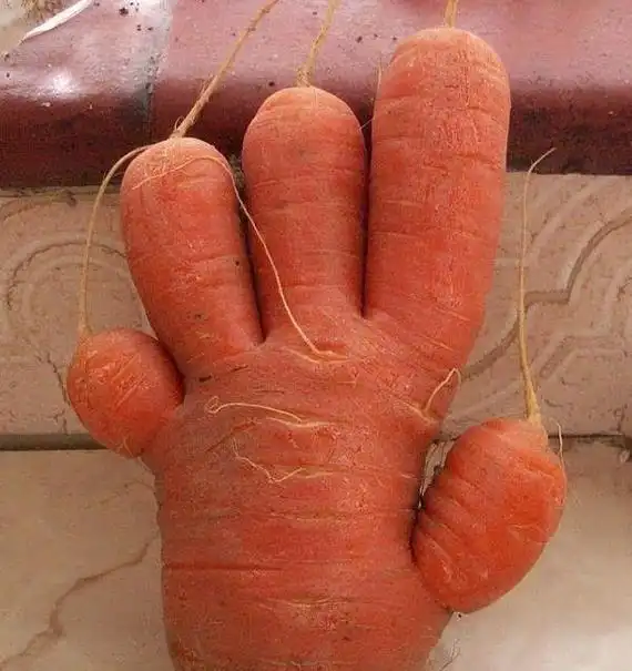 搞笑图集:奇葩蔬菜瓜果造型,你看我的身材好吗?性不性感!