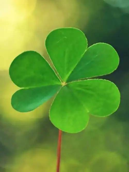 四叶草壁纸
