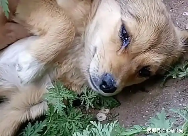 狗狗临死前,偷偷离家出走,当主人找到它后,这一幕让人伤心落泪!