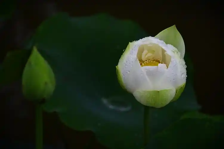 金山公园荷花之恋~雨中拍荷,别有意境.