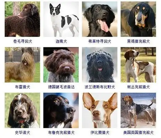 狗狗品种大全图片名字178种美国akc认证的狗狗