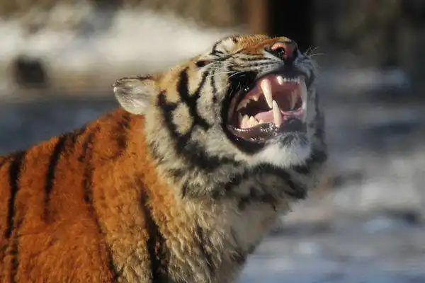 是呲牙咧嘴还是龇牙咧嘴