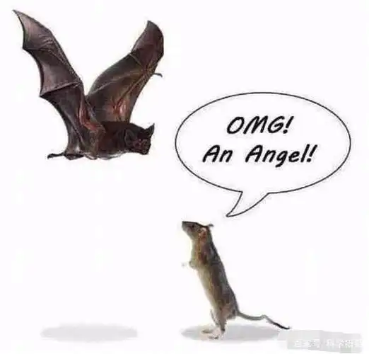 蝙蝠褪翅膀成老鼠或老鼠长翅膀成了蝙蝠?