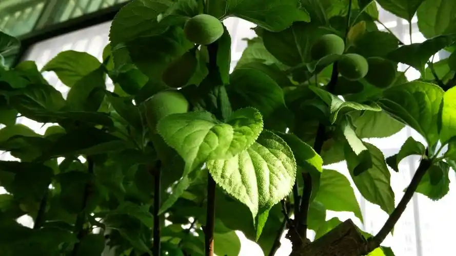 最美盆景~红梅花儿开.