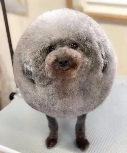 泰迪|狗狗|造型_新浪新闻