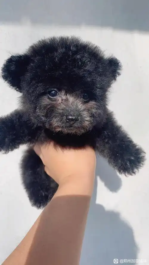 爱生活爱.个人家养3个月纯种茶杯灰泰迪弟弟找新家0修完飞机.