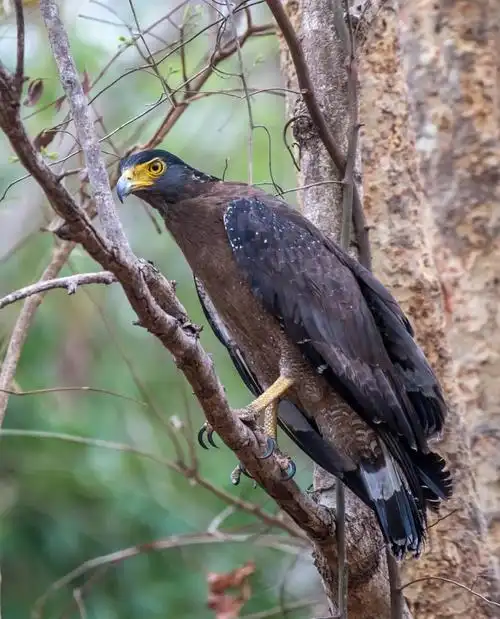 动物世界～鹰,隼,雕(大杂烩)