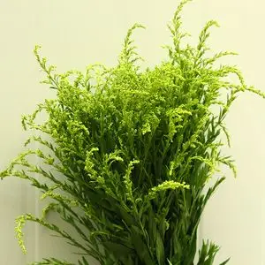 黄莺花黄英鲜花云南直发花材配花配草办公室插花全国航空速递10支