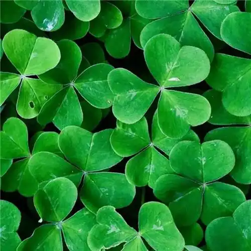 清新绿色好看的头像图片