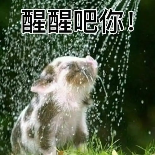 醒醒吧你聊天斗图必备表情包斗图表情