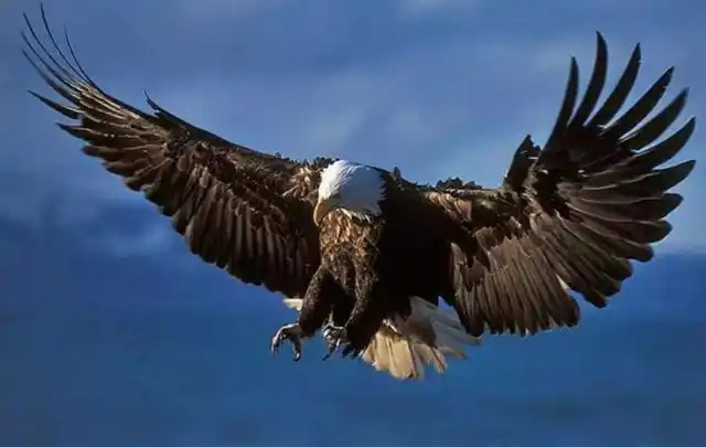 老鹰竟然也有天敌?遇到后根本无处可逃,网友:真是鸟不可貌相