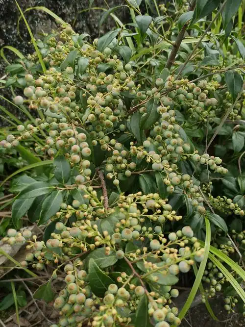 养下溪畔 山果飘香