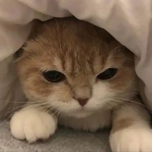 那些可爱的喵喵喵猫猫头像 - 知乎