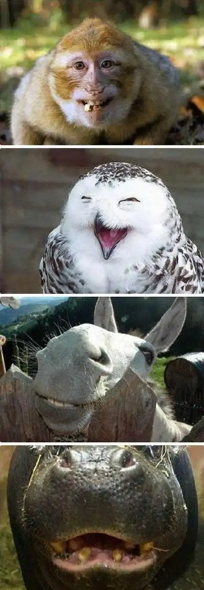 【狂顶】搞笑动物之动物精彩摄影图片,感动每一个不开心的人.