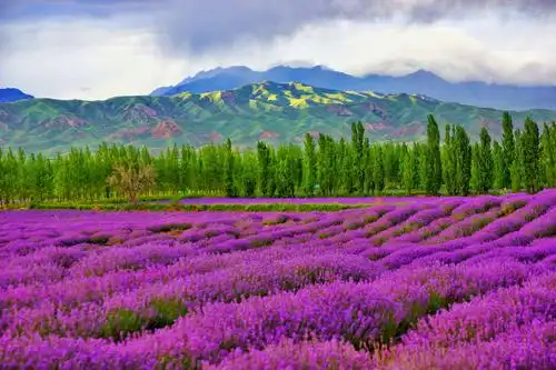 【伊犁河谷行】爱我新疆 爱我伊犁