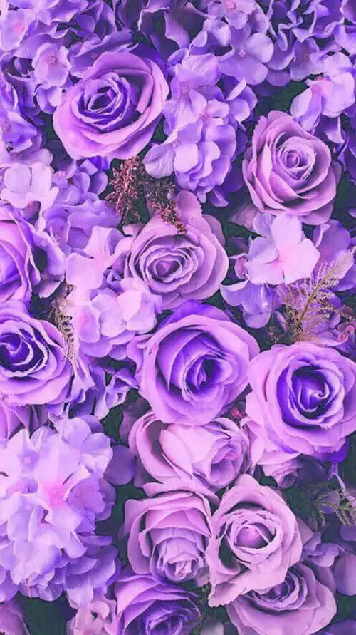 浪漫紫色粉色花朵手机主题壁纸