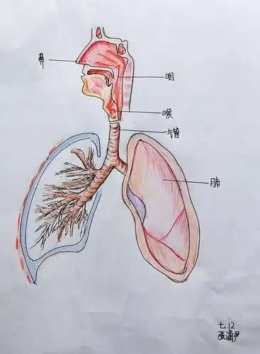呼吸系统的结构与新冠肺炎的防控密切相关.