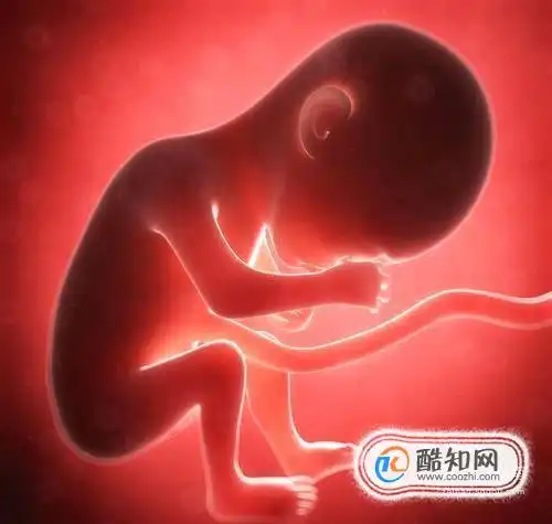 胎儿在妈妈肚里的成长变化都是怎样的优质