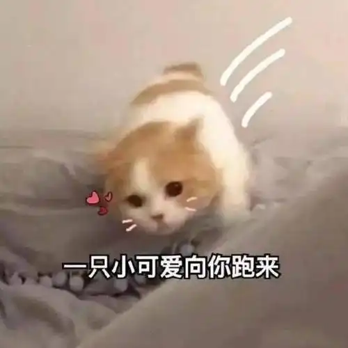 小情侣聊天表情包说不过你但我喜欢你