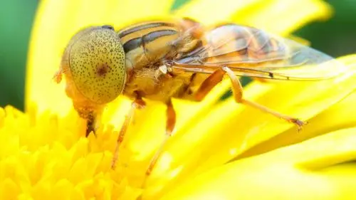 花蕊上忙碌的小蜜蜂壁纸图片