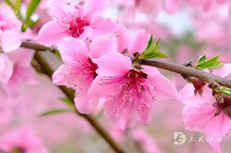 玩转内江美醉了内江这里桃花盛开