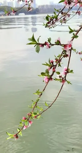 水边桃花