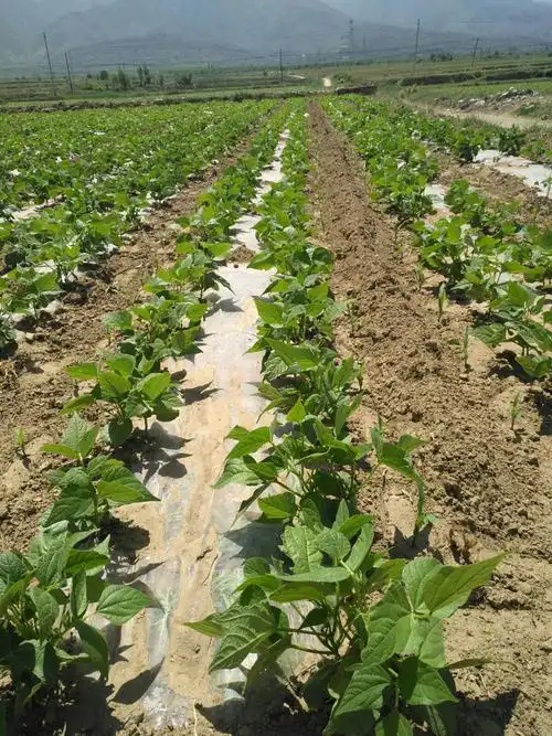 种植结构调整篇!