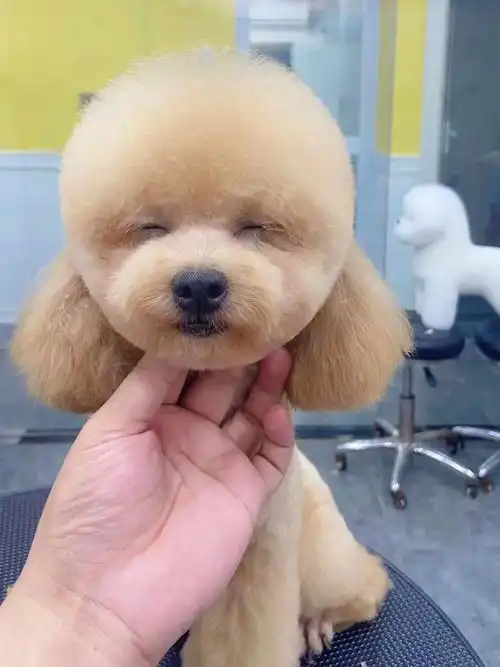 宠物美容贵宾圆头造型
