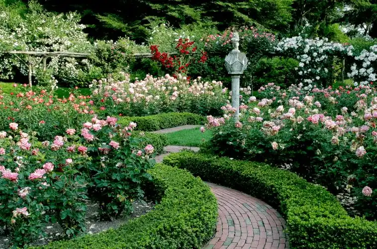 玫瑰季来啦纽约周边8大浪漫玫瑰花园盘点