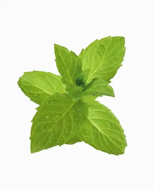 薄荷叶