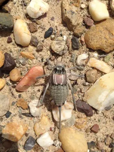 lv13 擅长:电脑/网络教育/科学烦恼花鸟鱼虫  展开全部 应该是蟋螽