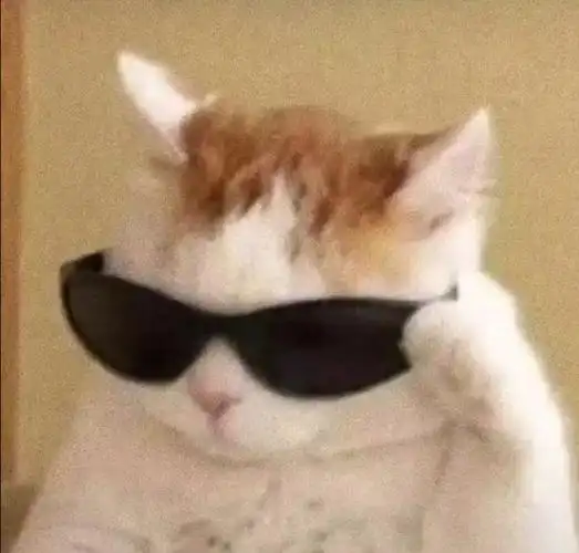 求类似这种小动物带墨镜的头像