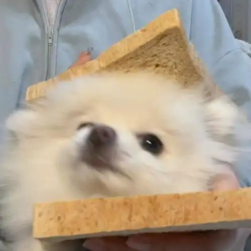 狗狗头像crxhs章鱼小饼子