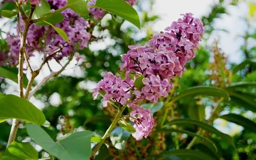 丁香花高清花卉桌面壁纸图片